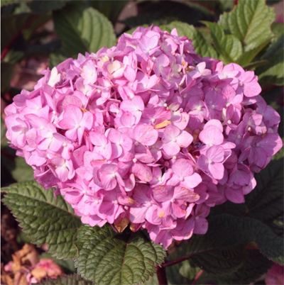 Blomsterlandet Karlskrona