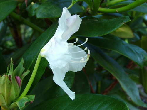 Rhododendron