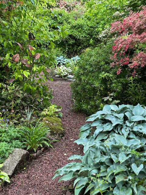 Hosta