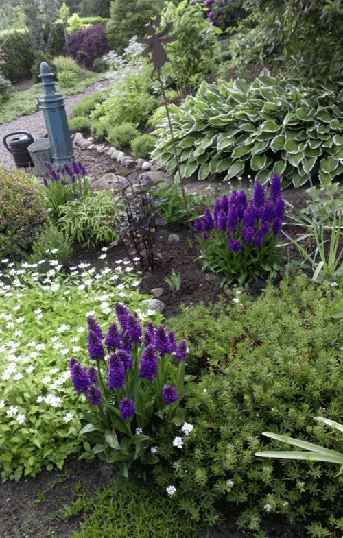 Hosta
