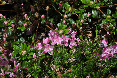 Azalea 'Kermesina' rosa