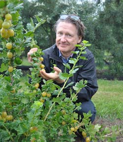 Kimmo Rumpunen