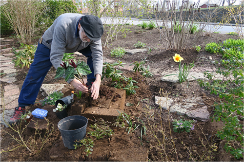 Plantering