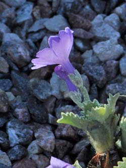Primula