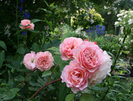 Rosor