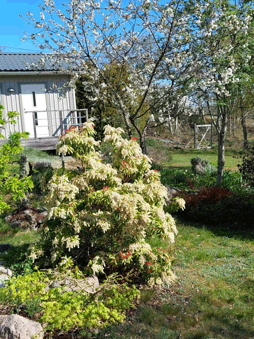 Vår