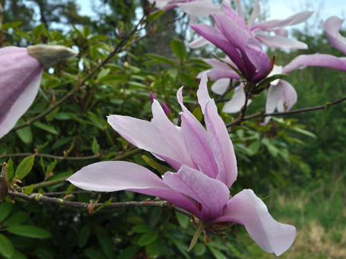 Magnolia