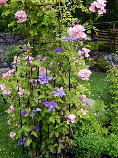 Rosa 'Valdemar'