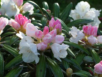 Rhododendron